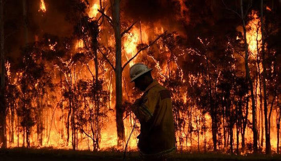 Australia is Burning, Here's How You Can Help | Mary Grace